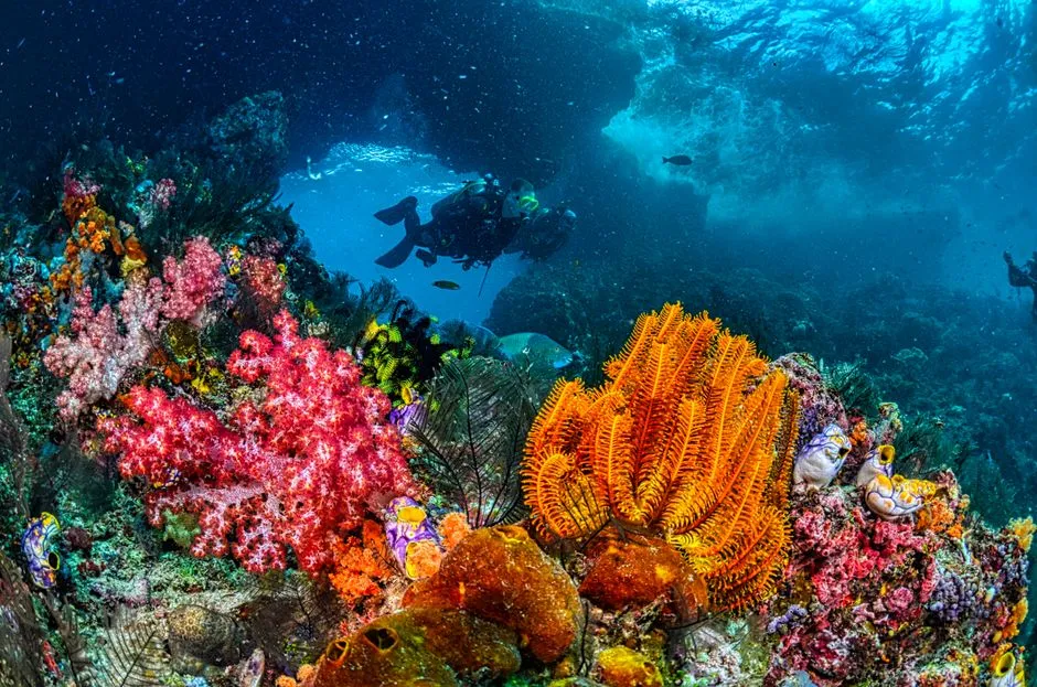 Nusa Penida vs Nusa Lembongan: Which to Dive?
