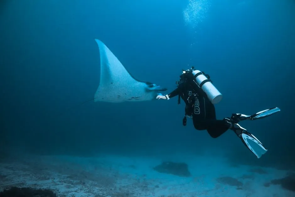 Manta Point, Nusa Penida: How to Dive With Reef Mantas