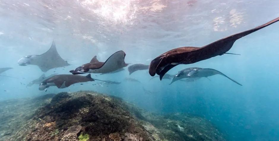 Manta Ray Season in Bali: Best Time to See Reef Mantas