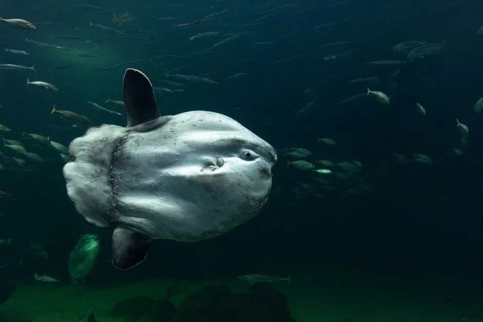 Mola Mola in Bali: When and Where to See the Sunfish